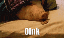 Oink Quack GIF - Oink Quack Blanky GIFs