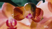 Bloom An Orchids Trap GIF - Bloom An Orchids Trap Wings Of Life GIFs