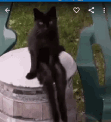 Black Cat Cat GIF - Black Cat Cat GIFs