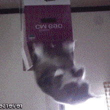 cat kitty cute loop jump