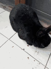 kikki coniglio bunny cute epic