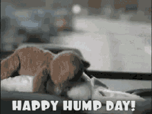 Happy Hump Day Toy GIF - Happy Hump Day Toy Sex GIFs