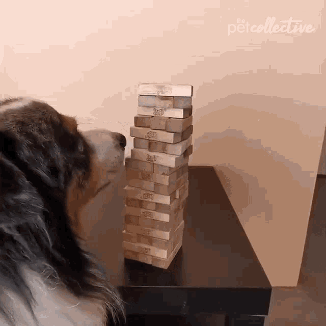 Dog jenga sales