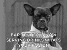 Dog Cocktail GIF - Dog Cocktail Drinks GIFs