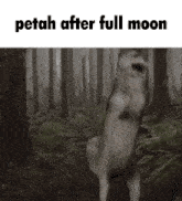 a dog is standing on its hind legs in the woods with the caption " petah after full moon " on the bottom