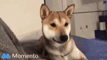 Shiba Inu GIF - Shiba Inu Puppy GIFs