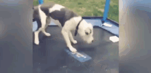 Funny Animals Dogs GIF - Funny Animals Dogs Jumping GIFs