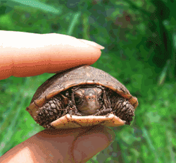 tortugas