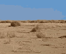 Tumbleweed Desert GIF - Tumbleweed Desert Dry Spell GIFs