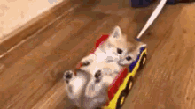Cute Kitten GIF - Cute Kitten Truck GIFs
