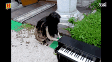 Piano Korea GIF