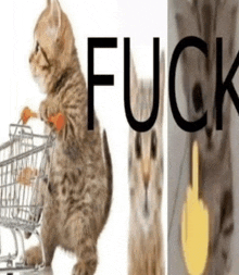 a kitten pushing a shopping cart next to a picture of a cat with the word fuck written on it