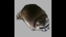 Raccoon Backflip GIF