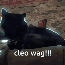 cleo miss cleo cat black cat tail wag