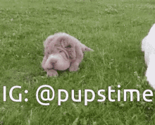 Dog Puppy GIF - Dog Puppy Doggo GIFs