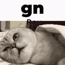 Gn Roy GIF - Gn Roy Ctt GIFs