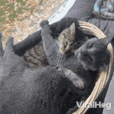 Hugging Cat GIF - Hugging Cat Viralhog GIFs