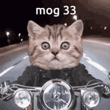 Mog33 Cat Gif GIF - Mog33 Mog 33 GIFs
