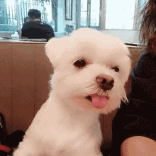 Cute Dog GIF - Cute Dog Fourthofjuly GIFs