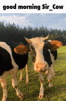 Hypixel Sir_cow GIF - Hypixel Sir_cow Sir Cow GIFs