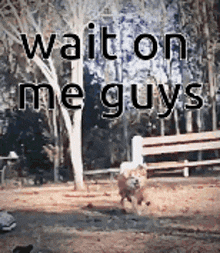 a dog running in a park with the words wait on me guys