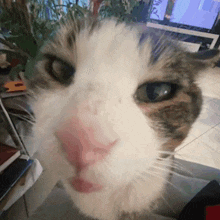 Cat Fading GIF - Cat Fading Face GIFs