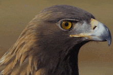 a close up of an eagle with yellow eyes