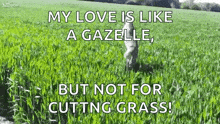 tall grass grass animal jump dog