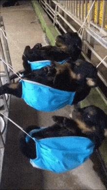 Funny Animals Puppy Love GIF - Funny Animals Puppy Love Sleeping - Discover  & Share GIFs