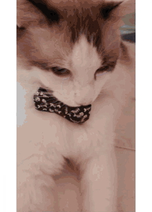 Cat Worlds Cats Day GIF - Cat Worlds Cats Day Cute Boy GIFs