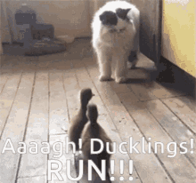 cat is scared of cute little ducklings ducklings chase cat lol