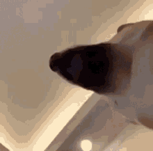 Surprised Shiba GIF - Surprised Shiba Shibe GIFs