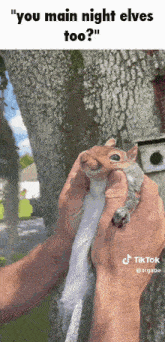 Squirrel Kiss GIF