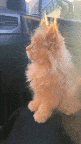 a fluffy orange cat with blue eyes is sitting in a car