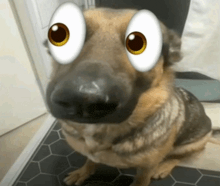 a close up of a dog with cartoon eyes