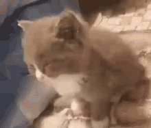 сонный котёнок GIF - сонный котёнок сонныйкотёнок GIFs