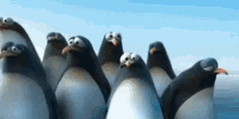 Penguin Teamwork - Teamwork GIF - Teamwork Penguins Killer Whale GIFs