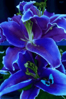 Flowers For You GIF