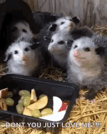 Yum Opossum GIF - Yum Opossum Fruit GIFs