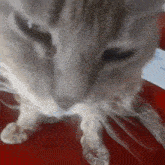 Momox Chat GIF - Momox Chat Cat GIFs