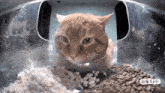 Hello Street Cat Cat Mad GIF - Hello Street Cat Cat Mad Angy Cat GIFs
