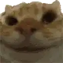 a close up of a cat 's face looking at the camera with a white background .