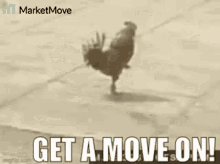 Chicken Move GIF - Chicken Move Marketmove GIFs