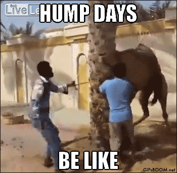 camel hump day quotes