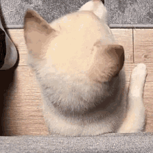 Puppers Cute Puppy GIF