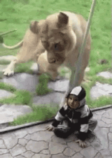 Lion Baby GIF - Lion Baby Glasscage GIFs