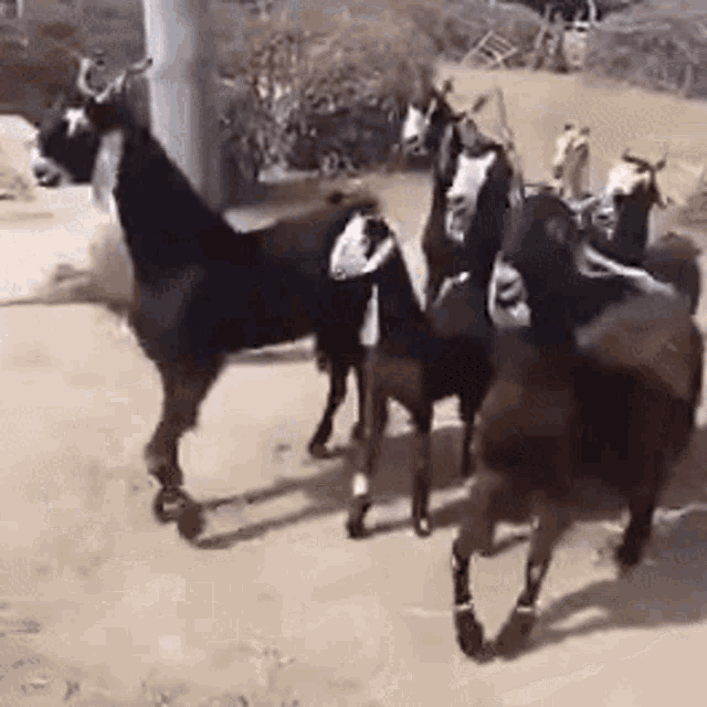 Goat Head Bopping GIF - Goat Head Bopping Dancing - Discover & Share GIFs