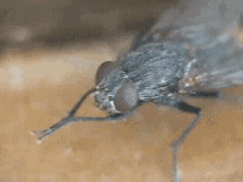 Fly GIF - Fly Insect Bug GIFs