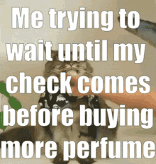 Perfume Cat GIF - Perfume Cat Need My Check GIFs