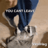 a gif of a raccoon being kicked by a person with the caption you cant leave viralhog